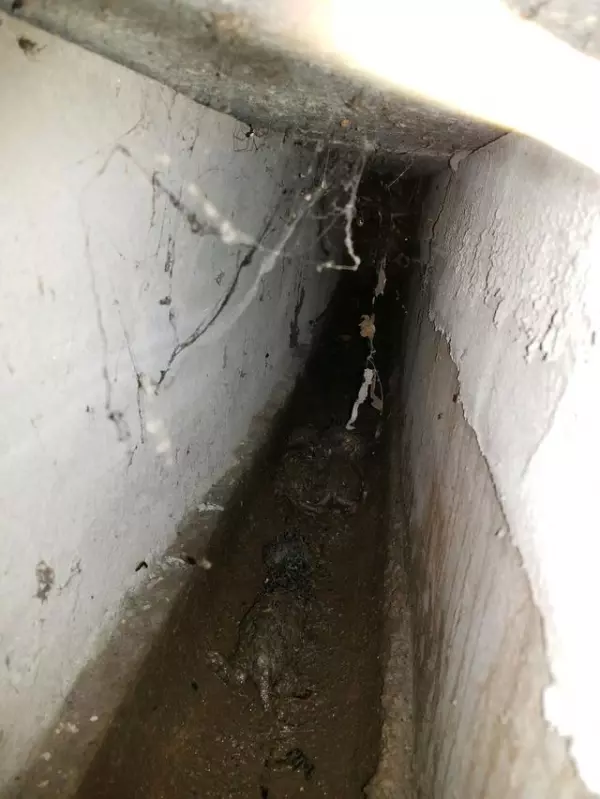 一窩奶貓受困下水道爛泥里!男子好心救出它們!沒想到帶回家喂養一周後,如今貓咪竟變這副模樣!