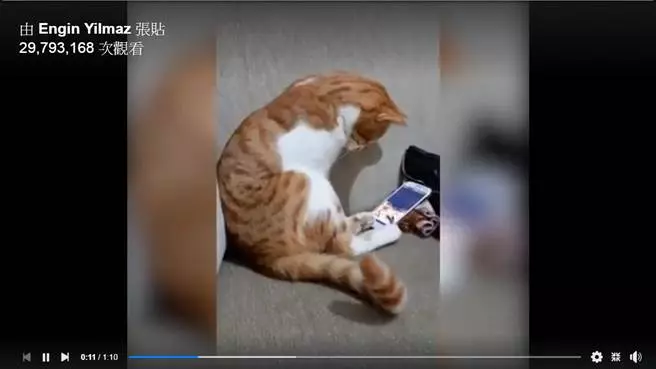 貓咪會想念主人嗎?看這則點閱3千萬催淚影片就知