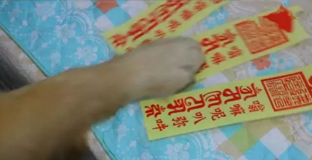 主人吃雞腿後假裝食物中毒,金毛會救主人?它竟然「求神拜佛」