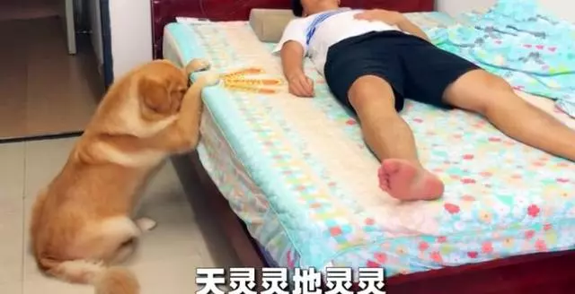 主人吃雞腿後假裝食物中毒,金毛會救主人?它竟然「求神拜佛」