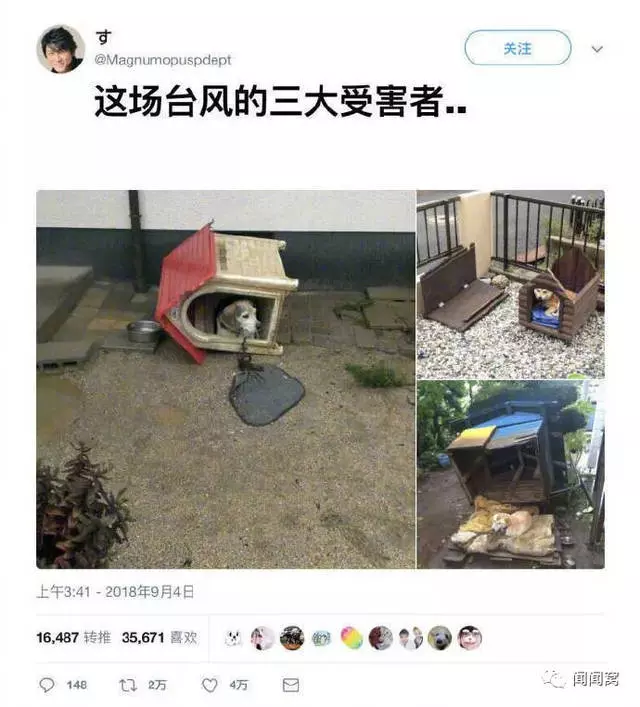 災難面前,寵物是他們帶出來的唯一「財產」