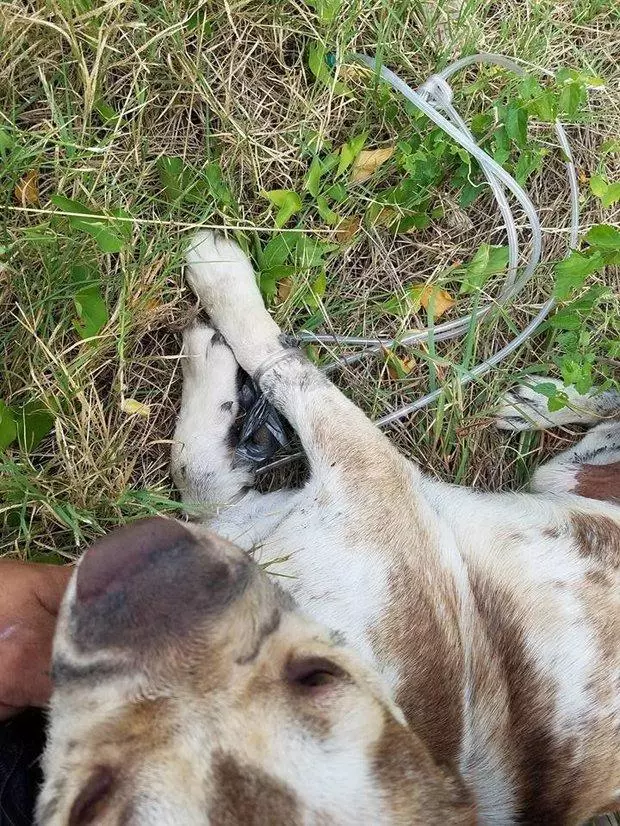 狗狗四肢和嘴巴被綁緊丟路邊等死,被發現的時候露出最甜蜜的笑容