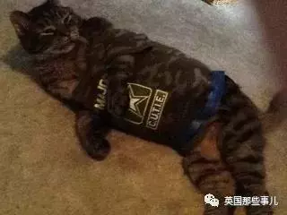 妹子辛辛苦苦救回來的貓,居然被她老爸拐跑了……恩?!
