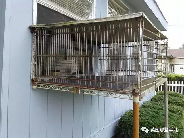 妹子辛辛苦苦救回來的貓,居然被她老爸拐跑了……恩?!