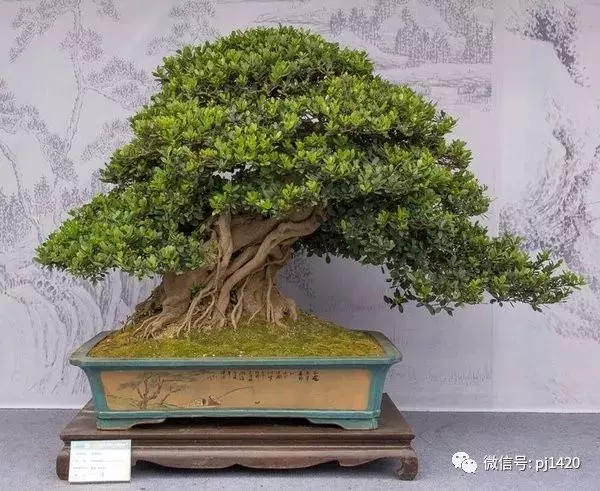 據說玩盆景有七個層次,看看你到那層?