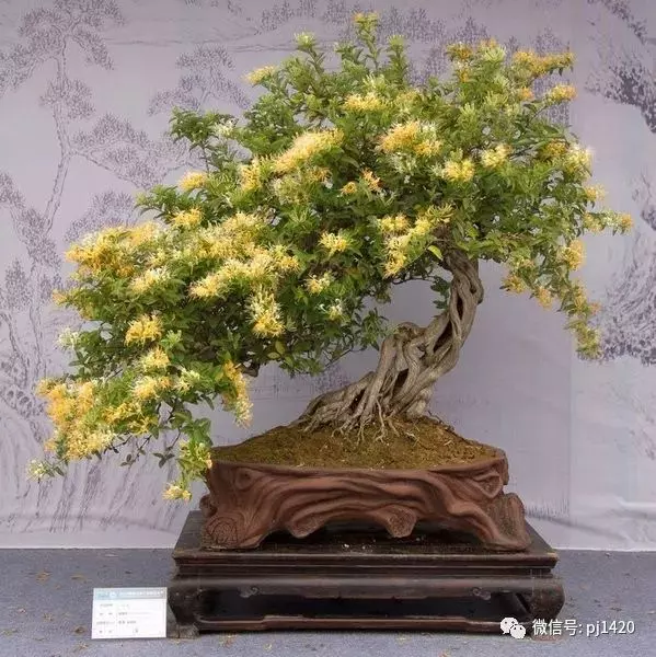 據說玩盆景有七個層次,看看你到那層?