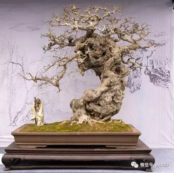據說玩盆景有七個層次,看看你到那層?