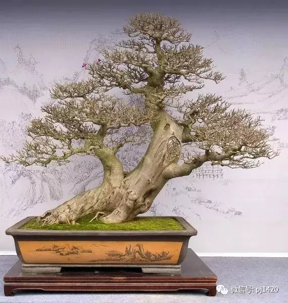 據說玩盆景有七個層次,看看你到那層?