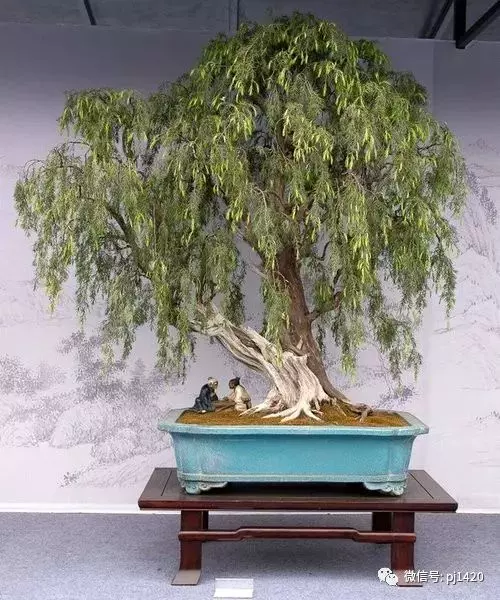 據說玩盆景有七個層次,看看你到那層?