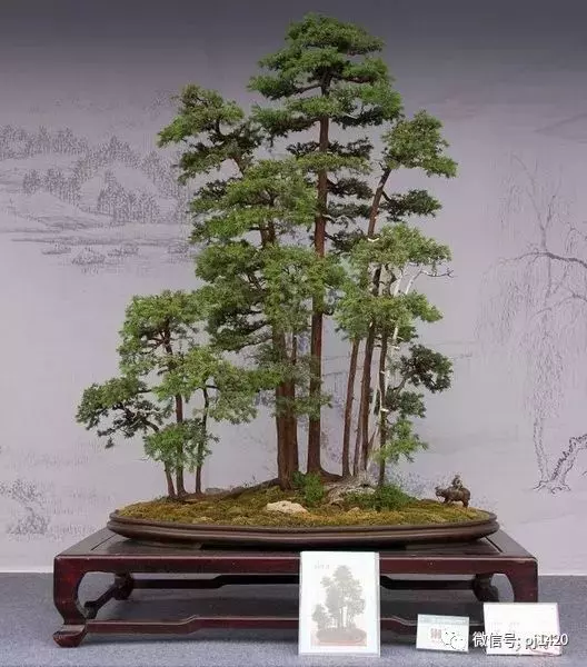 據說玩盆景有七個層次,看看你到那層?