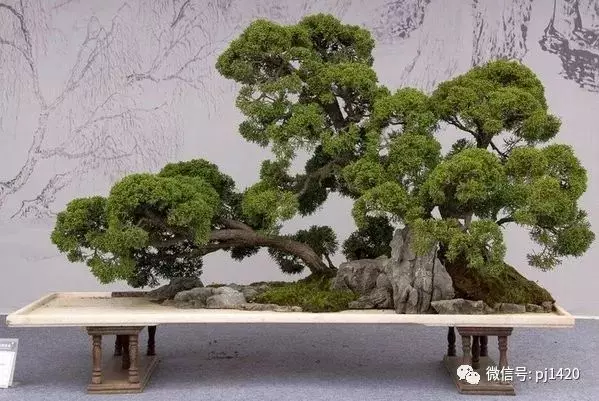 據說玩盆景有七個層次,看看你到那層?