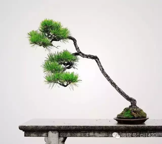 盆景"刪"與"留"關鍵在這