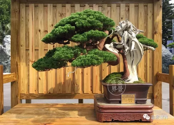 最美的100盆真柏盆景(建議收藏)