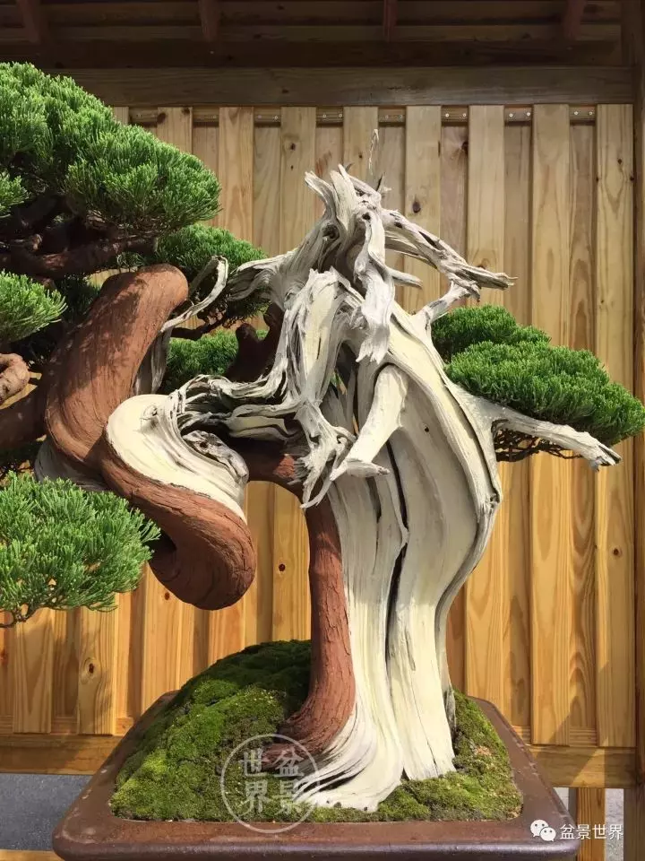 最美的100盆真柏盆景(建議收藏)
