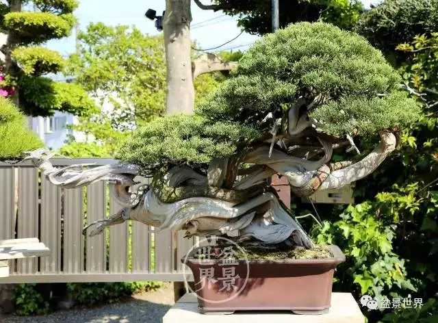 最美的100盆真柏盆景(建議收藏)