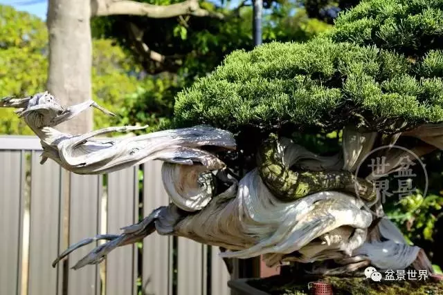 最美的100盆真柏盆景(建議收藏)