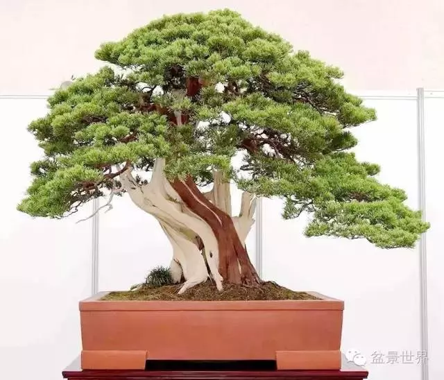 最美的100盆真柏盆景(建議收藏)