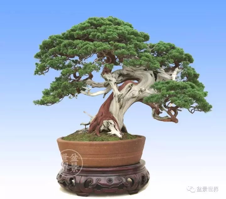 最美的100盆真柏盆景(建議收藏)