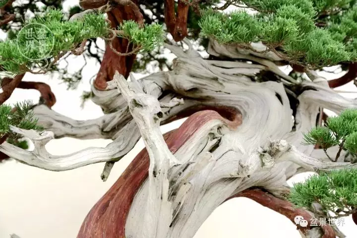 最美的100盆真柏盆景(建議收藏)