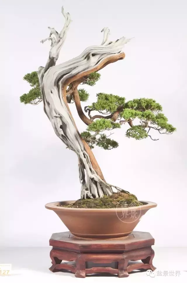 最美的100盆真柏盆景(建議收藏)
