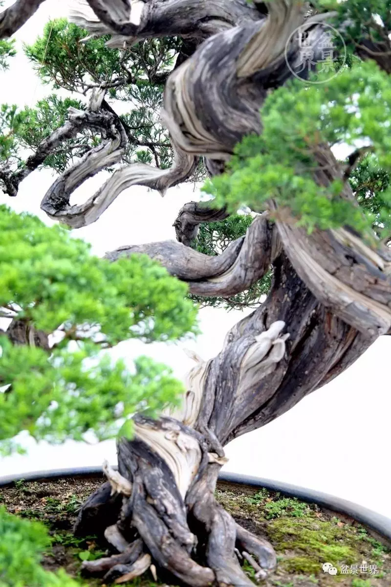 最美的100盆真柏盆景(建議收藏)