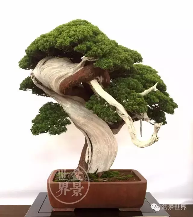 最美的100盆真柏盆景(建議收藏)