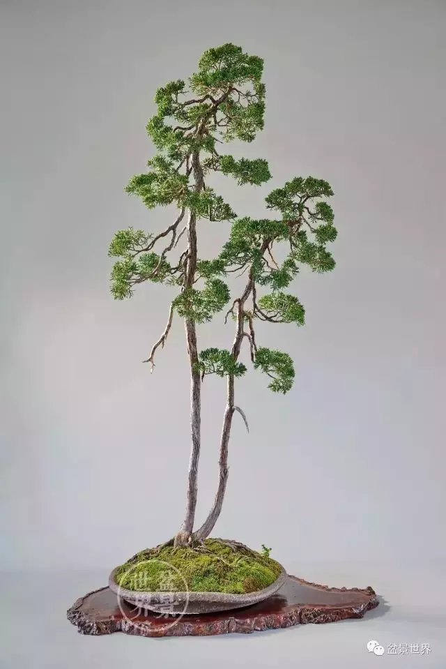 最美的100盆真柏盆景(建議收藏)