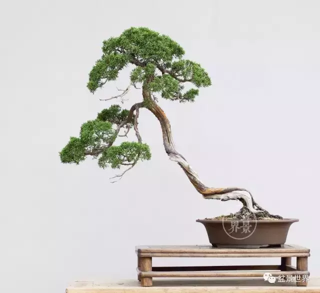 最美的100盆真柏盆景(建議收藏)