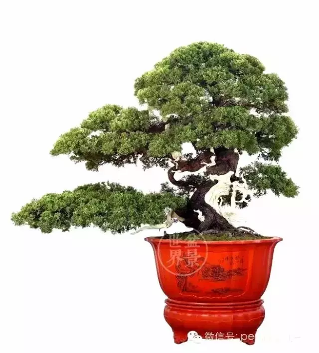 最美的100盆真柏盆景(建議收藏)