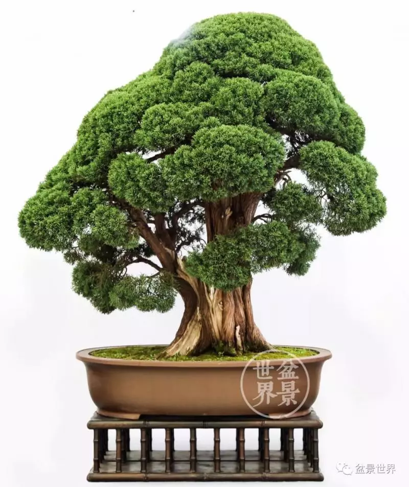 最美的100盆真柏盆景(建議收藏)