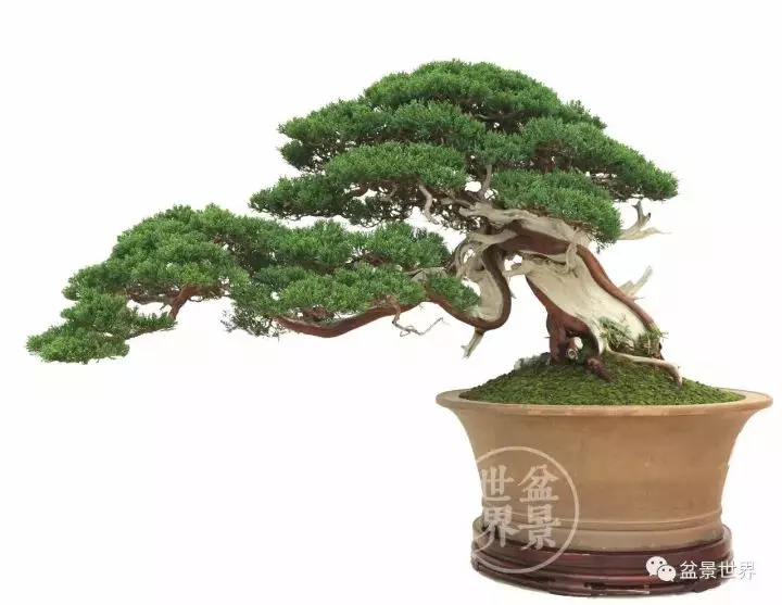 最美的100盆真柏盆景(建議收藏)