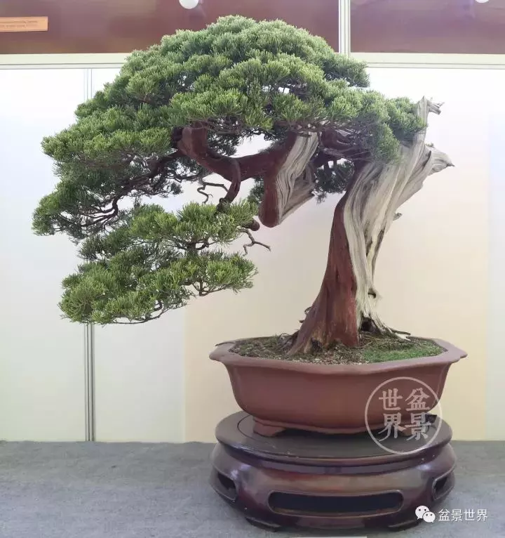 最美的100盆真柏盆景(建議收藏)