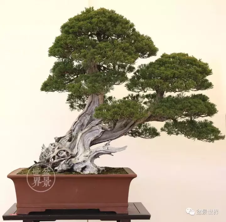 最美的100盆真柏盆景(建議收藏)