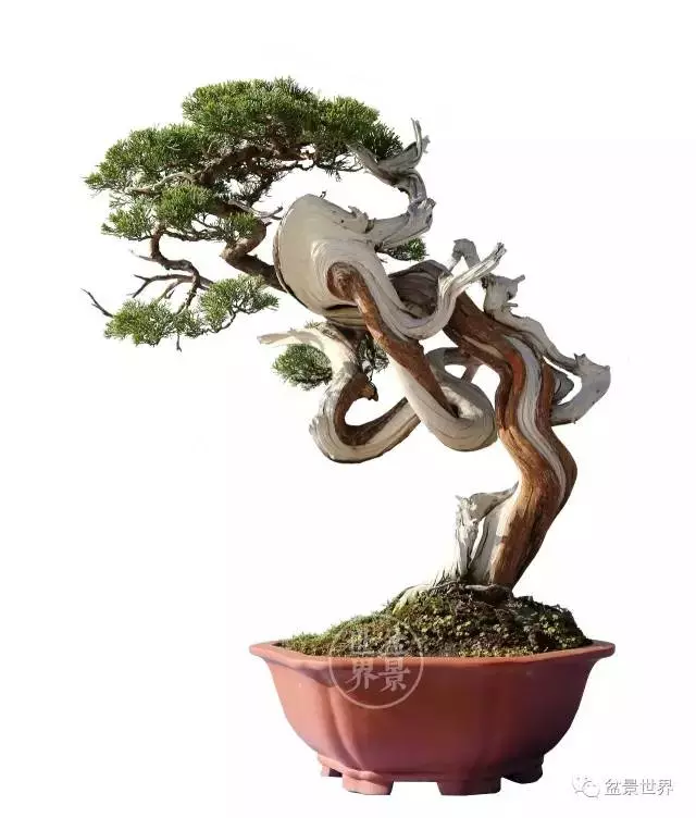 最美的100盆真柏盆景(建議收藏)