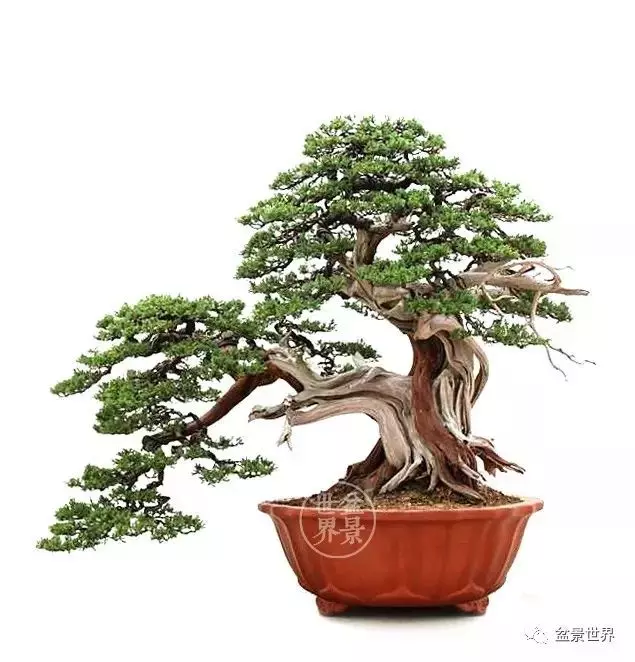 最美的100盆真柏盆景(建議收藏)