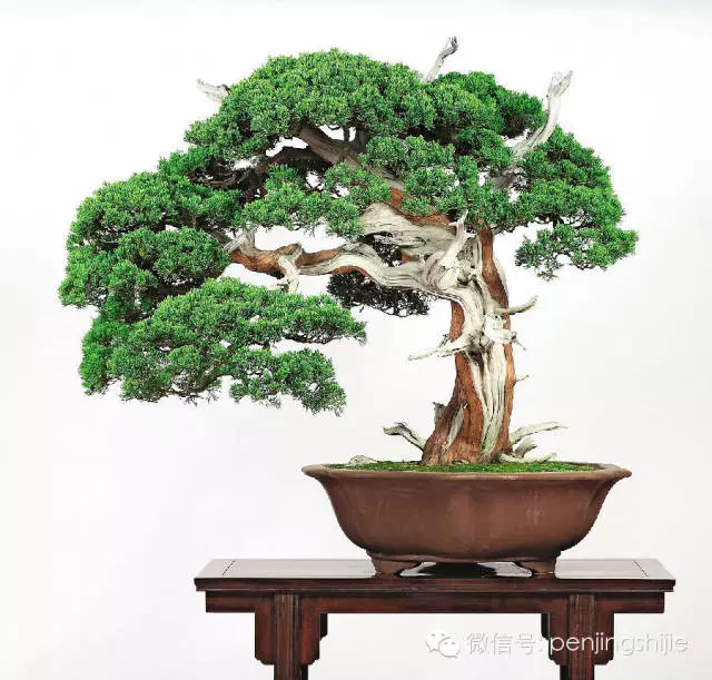 最美的100盆真柏盆景(建議收藏)