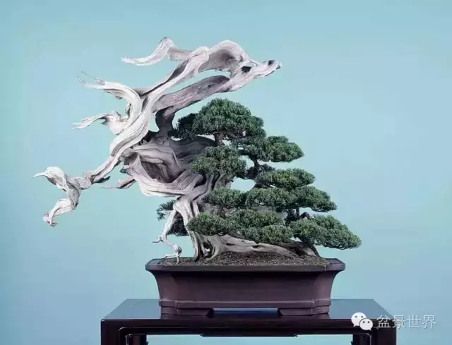 最美的100盆真柏盆景(建議收藏)