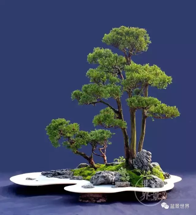 最美的100盆真柏盆景(建議收藏)