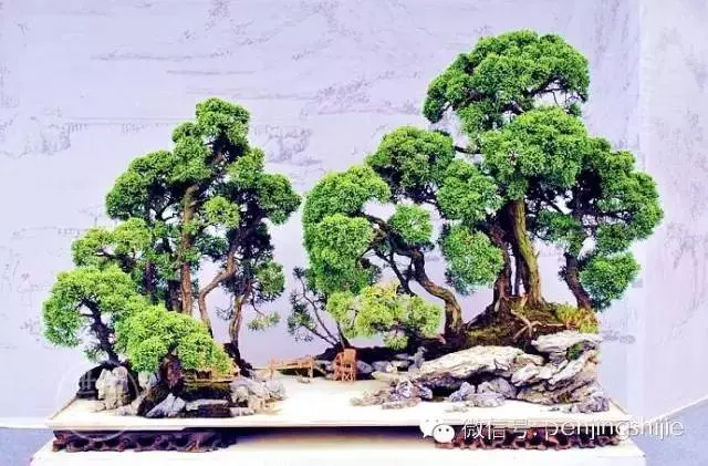 最美的100盆真柏盆景(建議收藏)