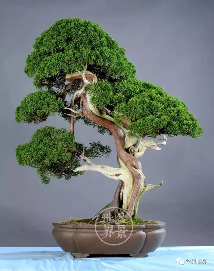 最美的100盆真柏盆景(建議收藏)