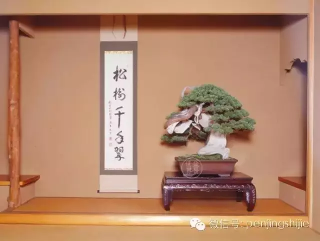 最美的100盆真柏盆景(建議收藏)