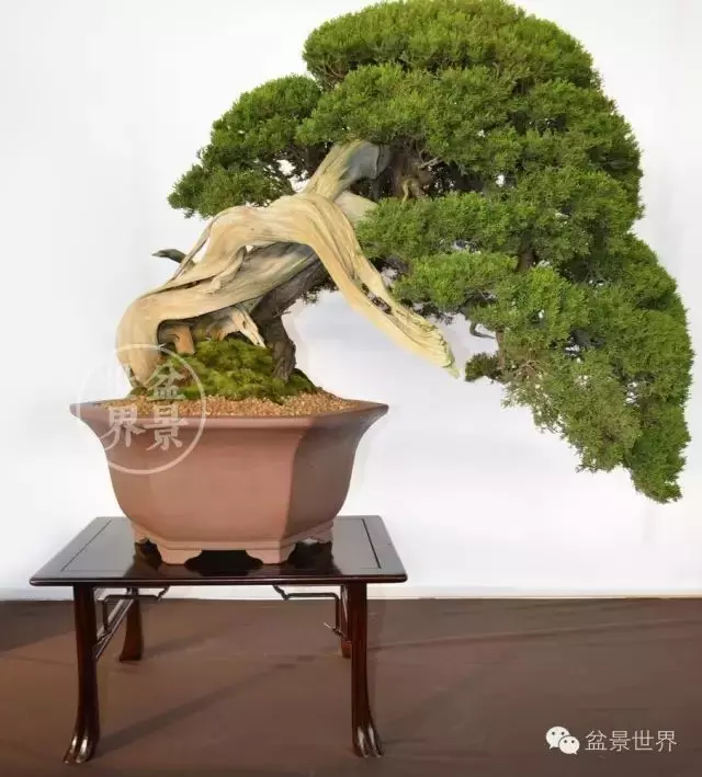 最美的100盆真柏盆景(建議收藏)