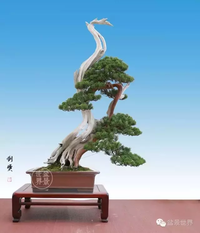最美的100盆真柏盆景(建議收藏)
