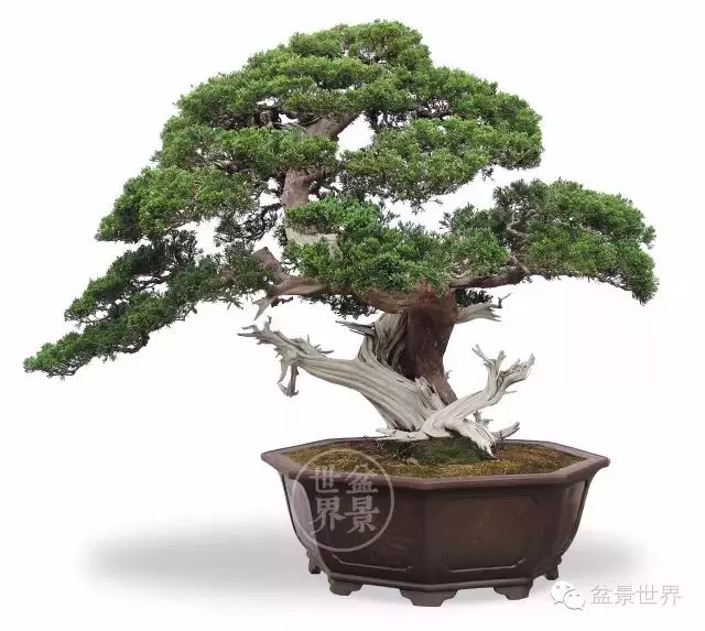 最美的100盆真柏盆景(建議收藏)