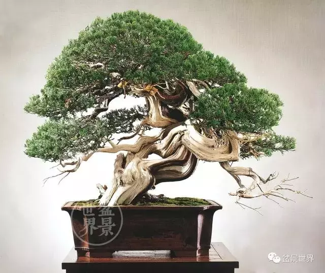 最美的100盆真柏盆景(建議收藏)