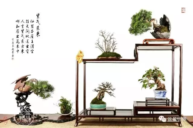 最美的100盆真柏盆景(建議收藏)