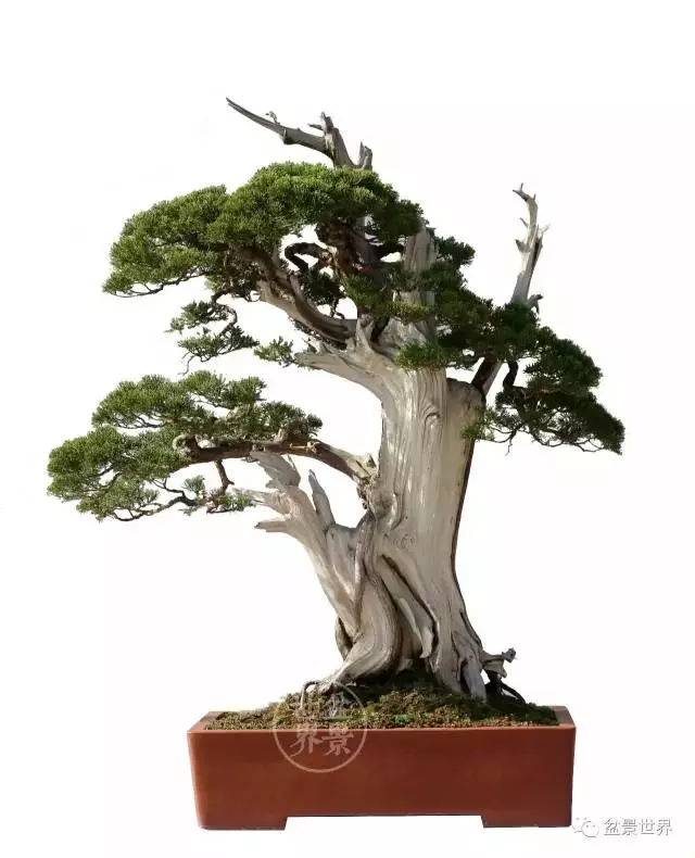 最美的100盆真柏盆景(建議收藏)
