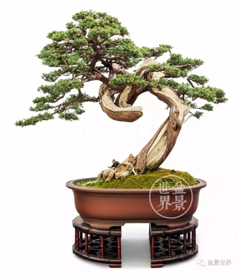 最美的100盆真柏盆景(建議收藏)