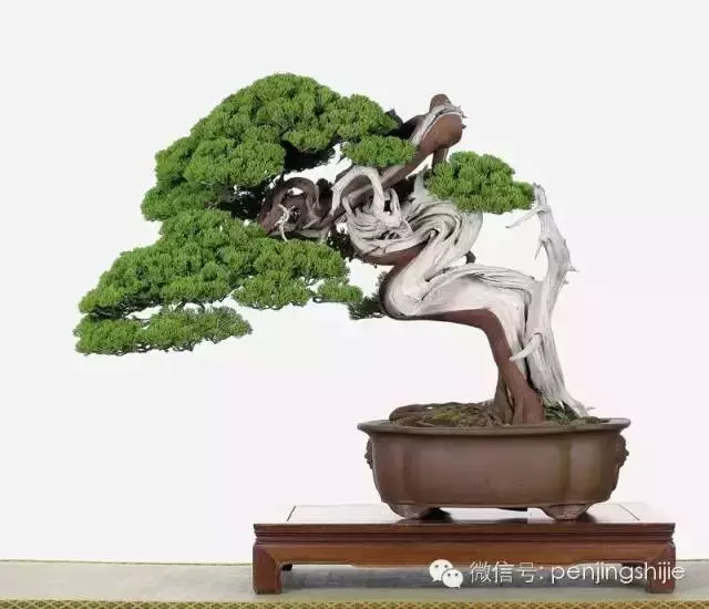 最美的100盆真柏盆景(建議收藏)