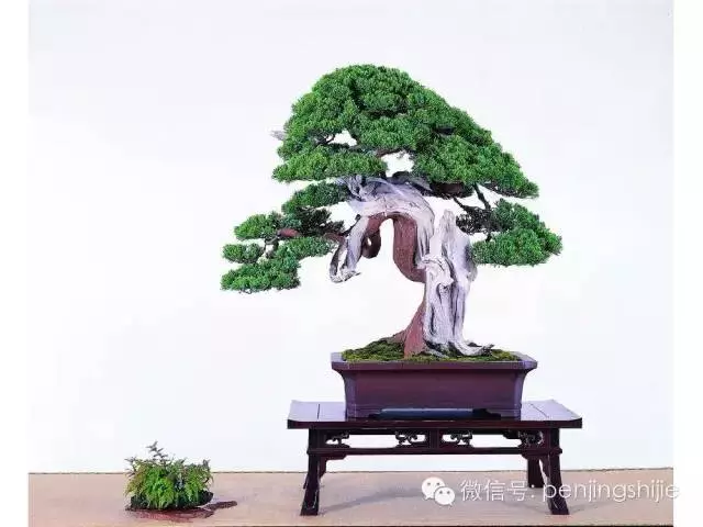 最美的100盆真柏盆景(建議收藏)